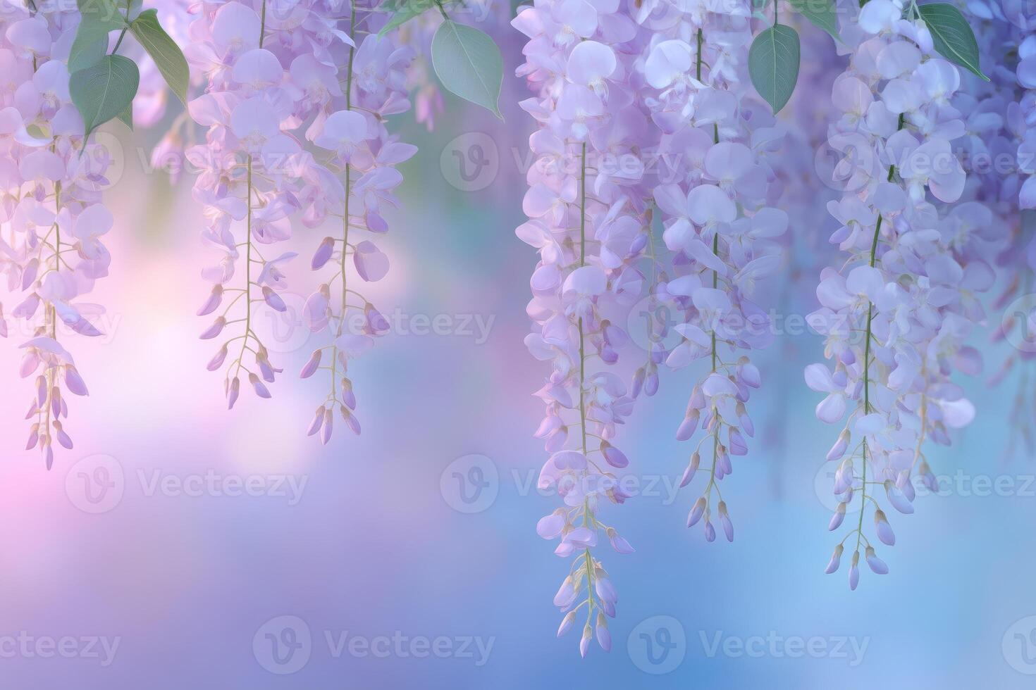 Wisteria flowers in soft color and blur style for background. photo