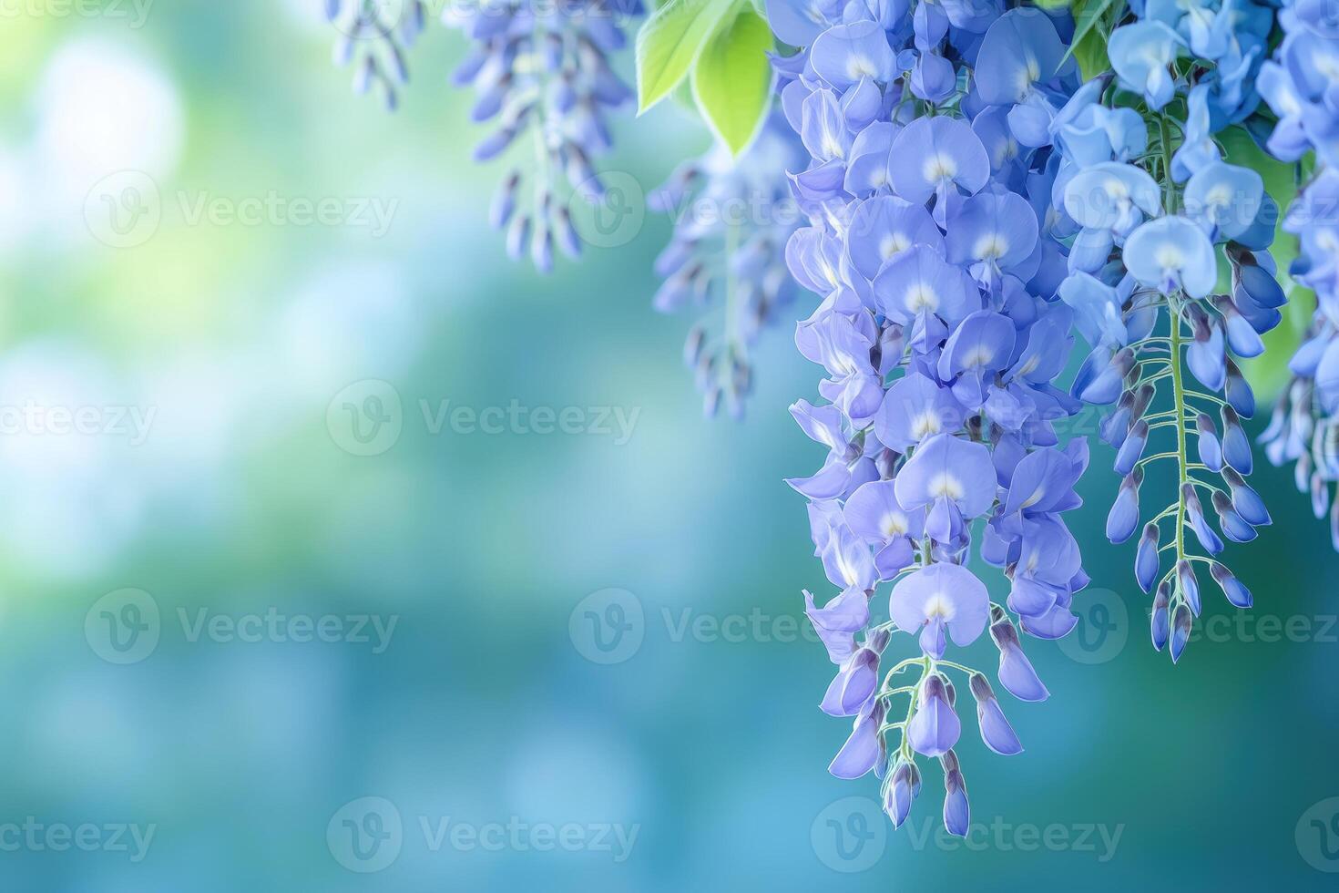 Blue wisteria flowers on a green background with copy space. photo