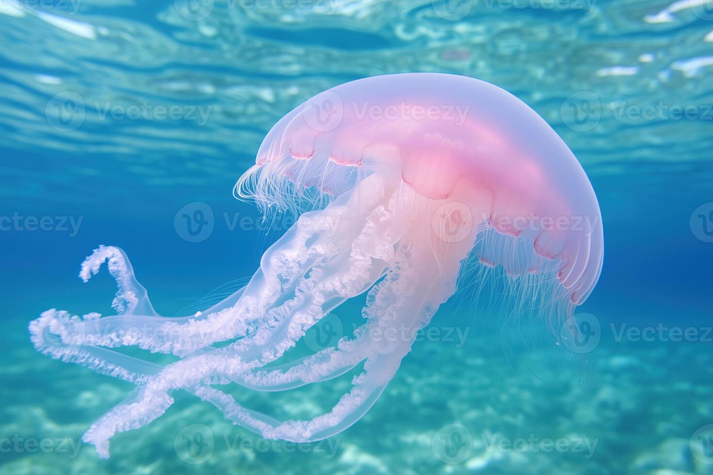Jellyfish in the blue sea. Jelly in the ocean. photo