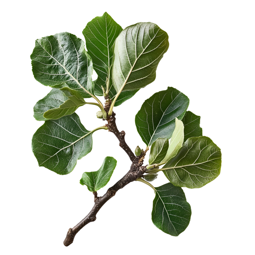 Natural Green Tree Branch with Tree Label Transparent background png