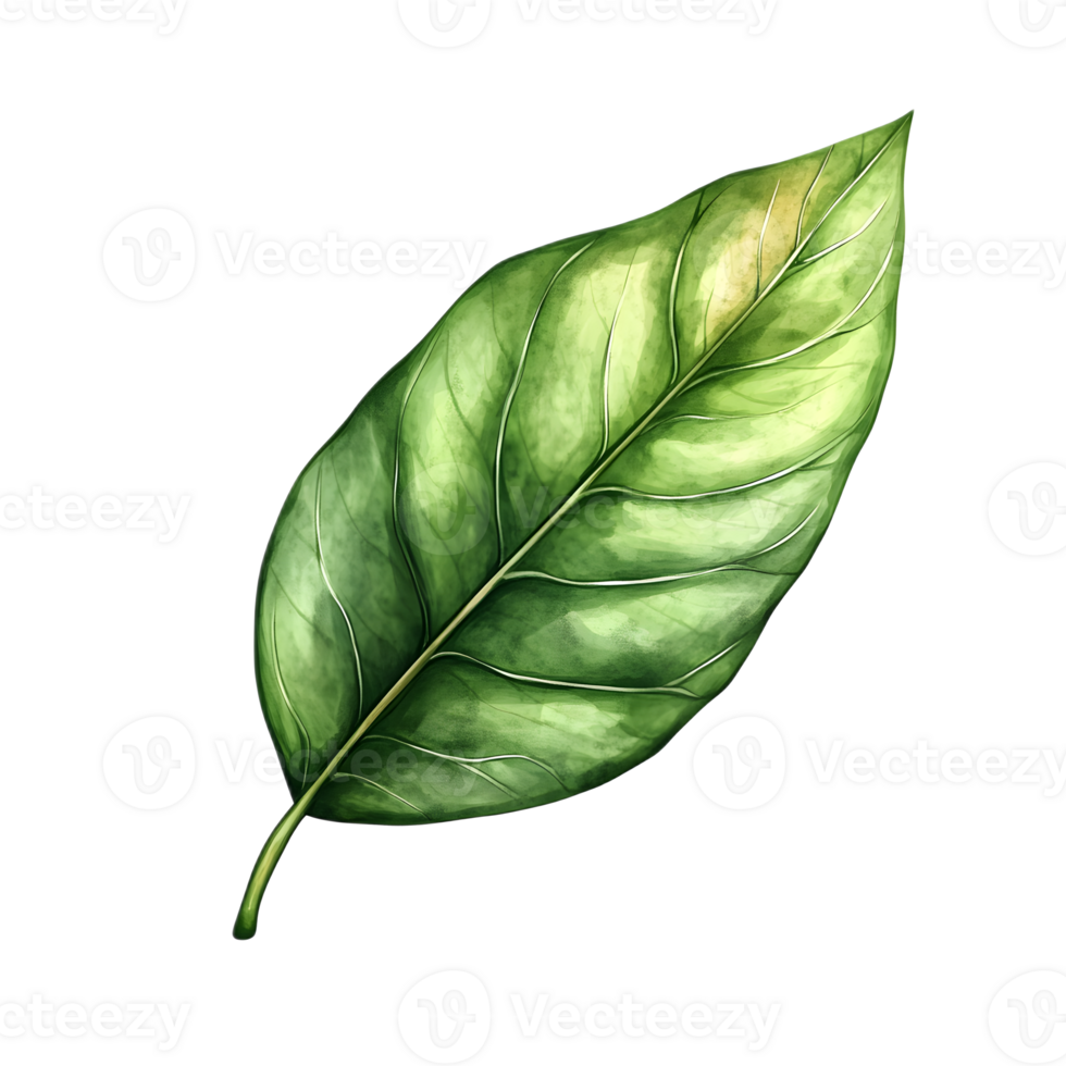 Vibrant green leaf close up with detailed texture and natural patterns png