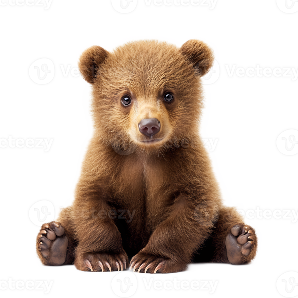 Adorable Brown Bear Cub Sitting and Looking Directly at on White Background png