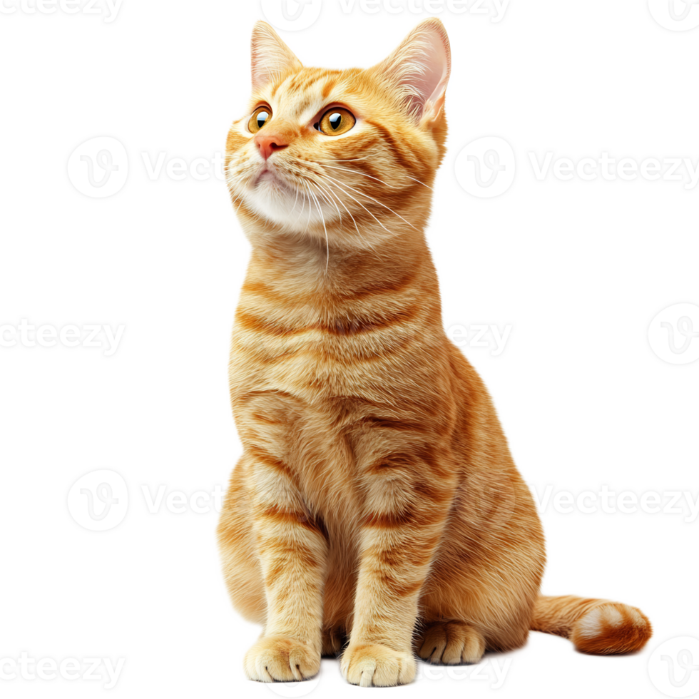 Adorable Tabby Kitten Sitting and Looking Curiously on White Background png