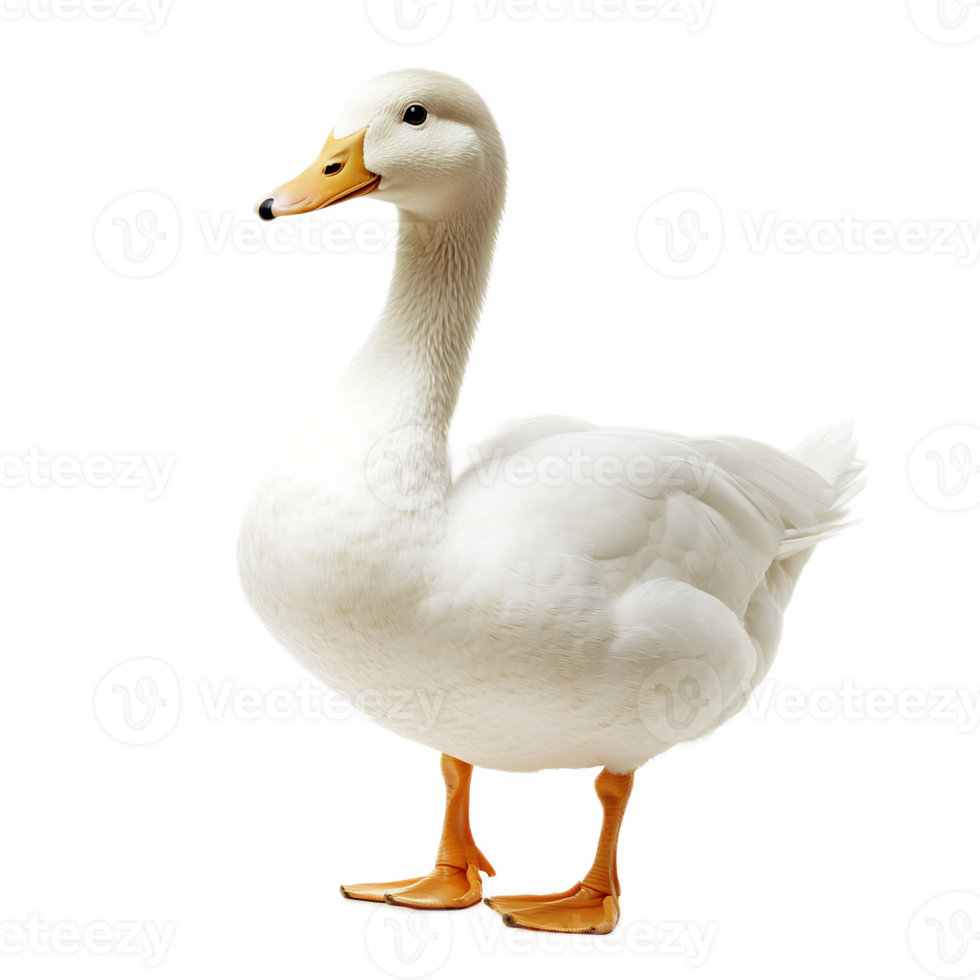 Adorable White Duck Swimming in Tranquil Water png
