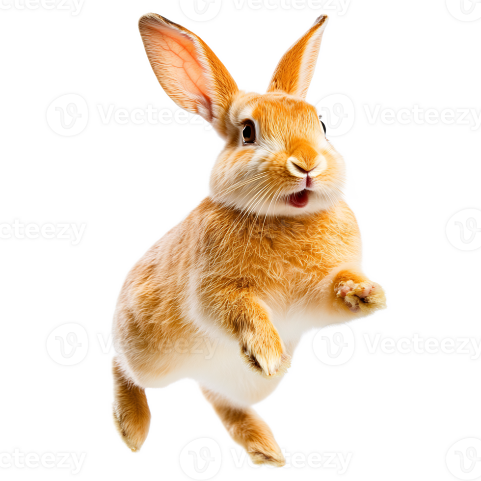 Adorable Fluffy Rabbit in Studio Portrait png