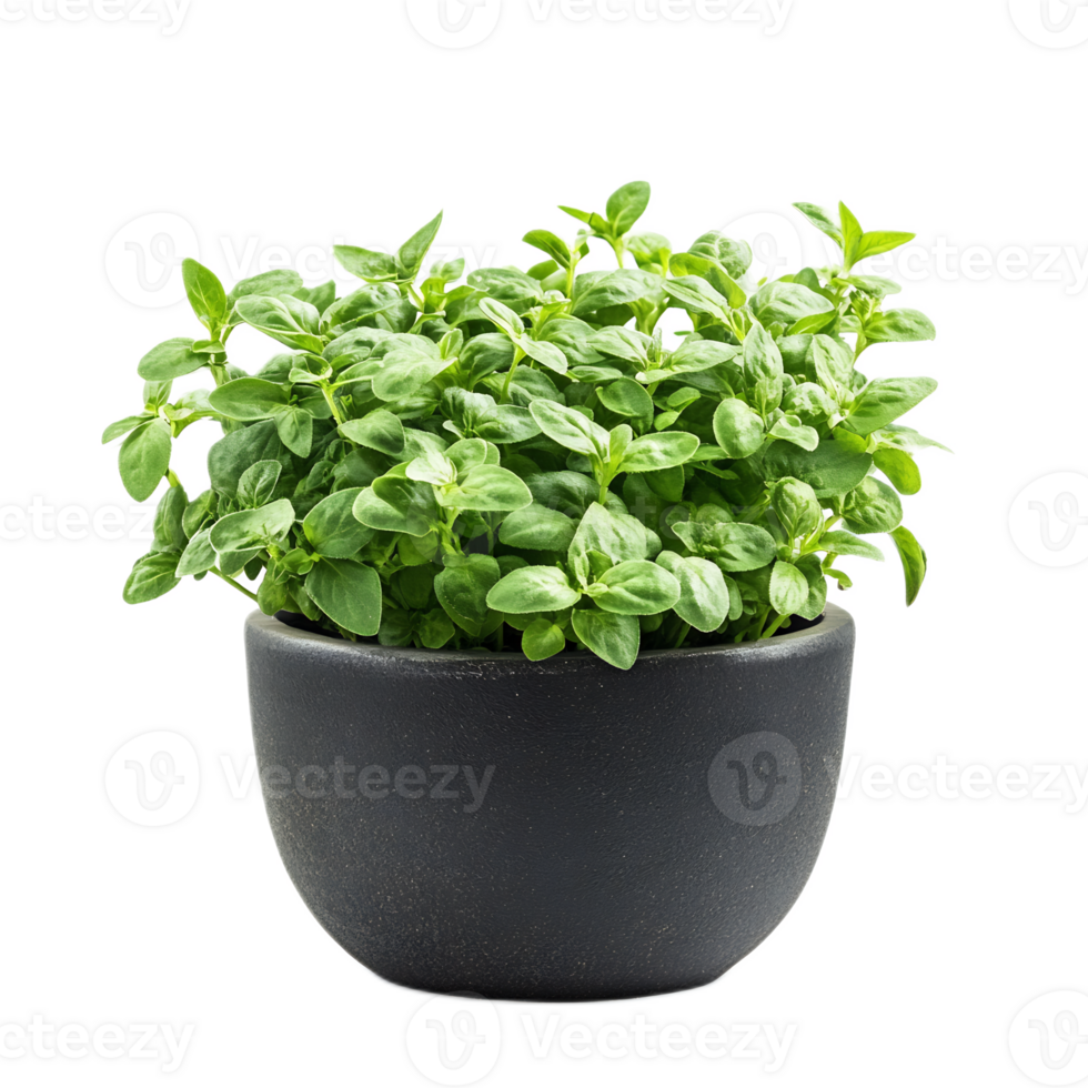 Aromatic Herb Plants Growing in a Black Planter on a White Background png
