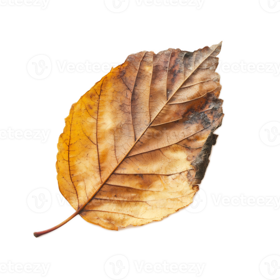 Autumnal Leaf Texture and Patterns in Warm Fall Colors png