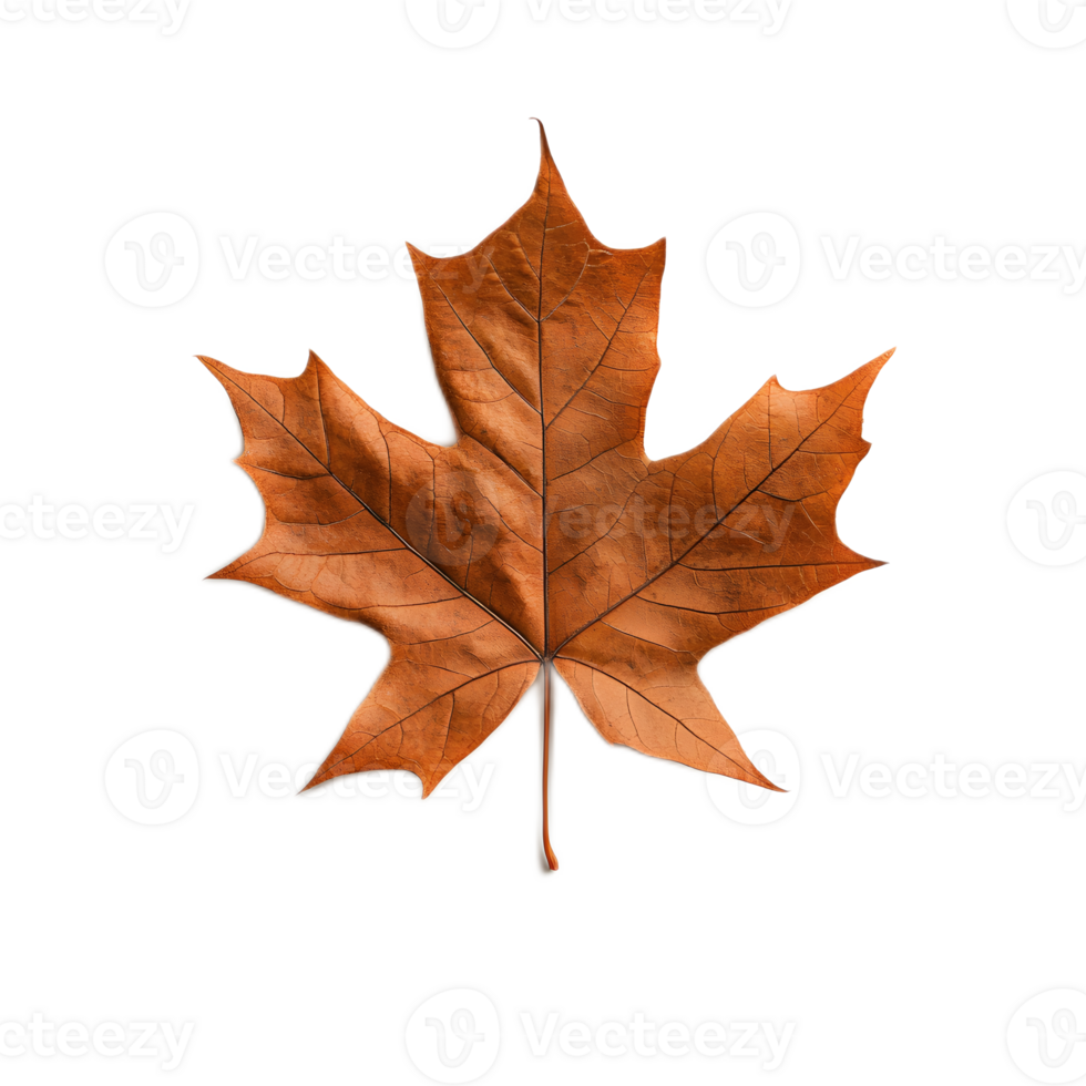Vivid Autumn Maple Leaf with Warm Hues and Intricate Details Showcasing the Beauty of Fall Foliage png