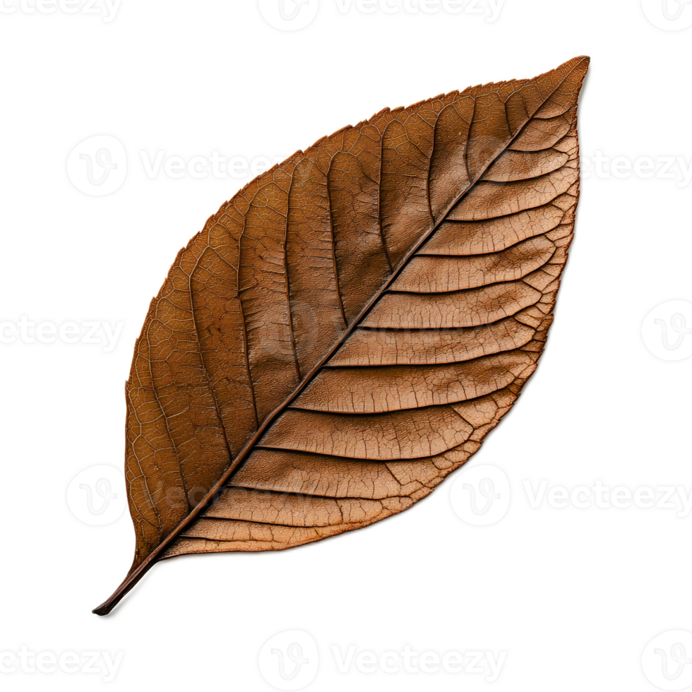 Vibrant Autumn Leaf in Close up Natural Texture and Details png