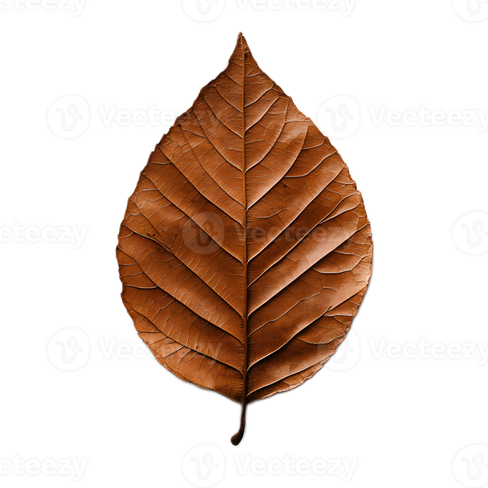 Close up of a beautiful rusty brown autumn leaf with intricate natural patterns and textures png