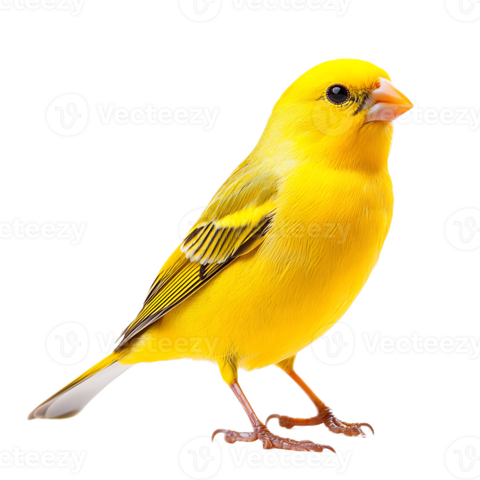 Bright Yellow Songbird Perched on White Background png