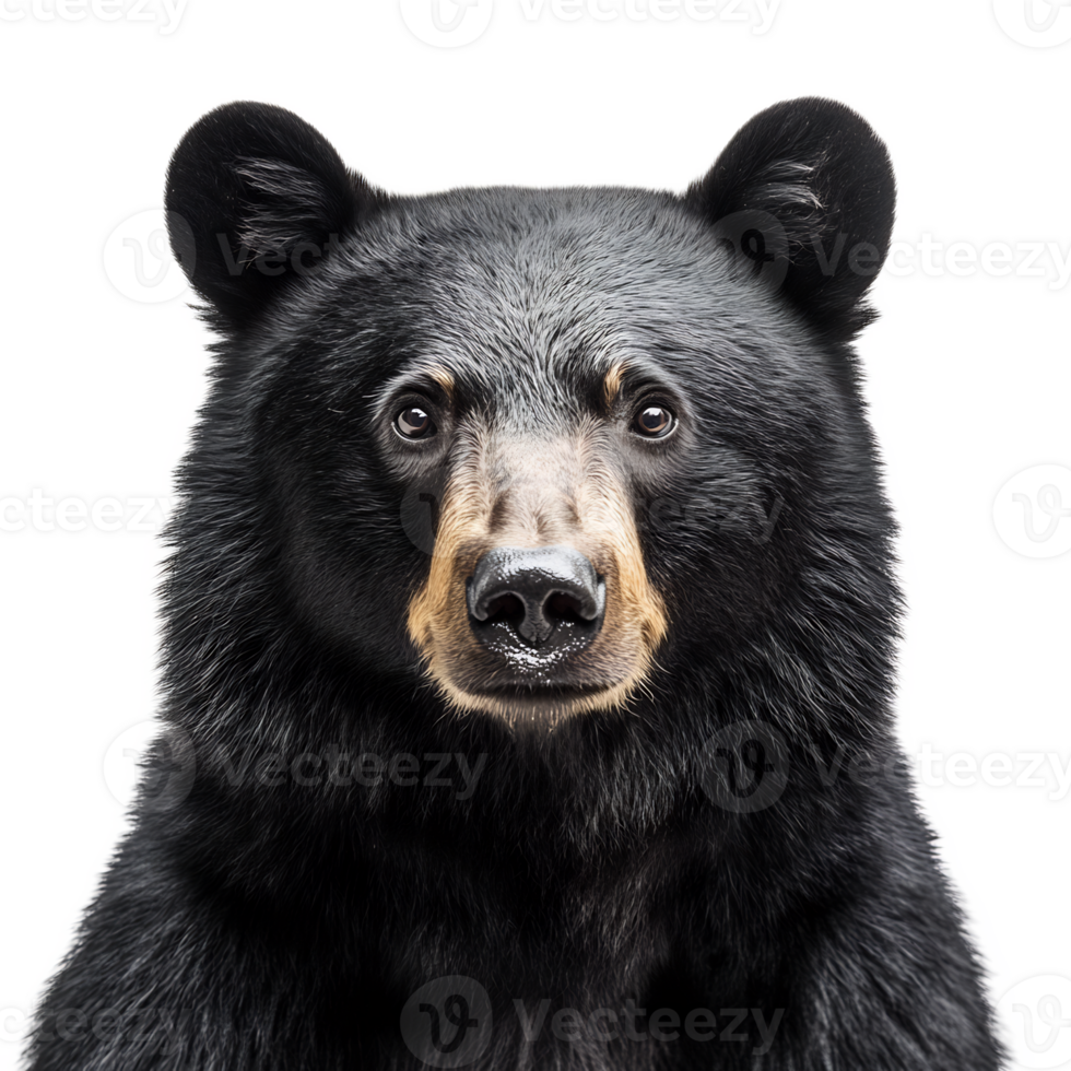 Captivating Black Bear Emerging from Lush Forest Wilderness png