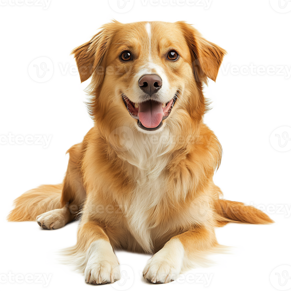 Cheerful Golden Retriever Puppy Sitting on White Background png