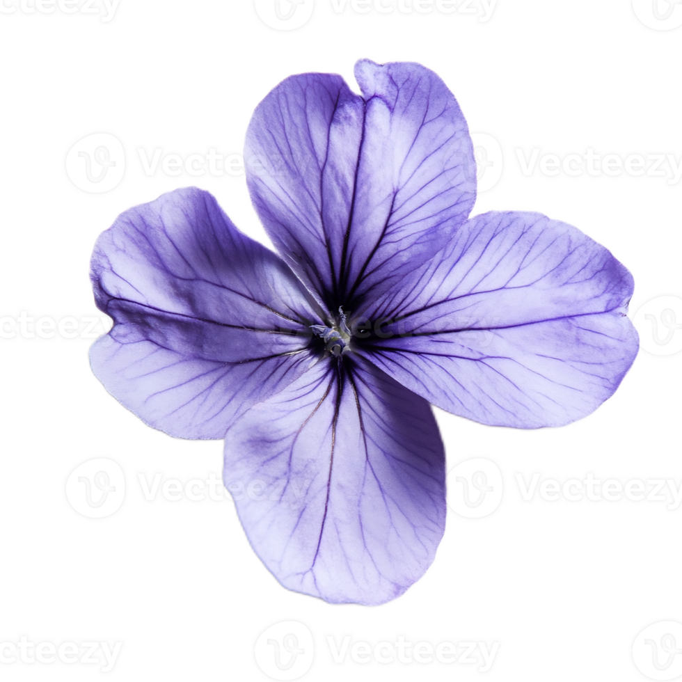 Captivating Purple Flower Petals with Soft Floral Details png