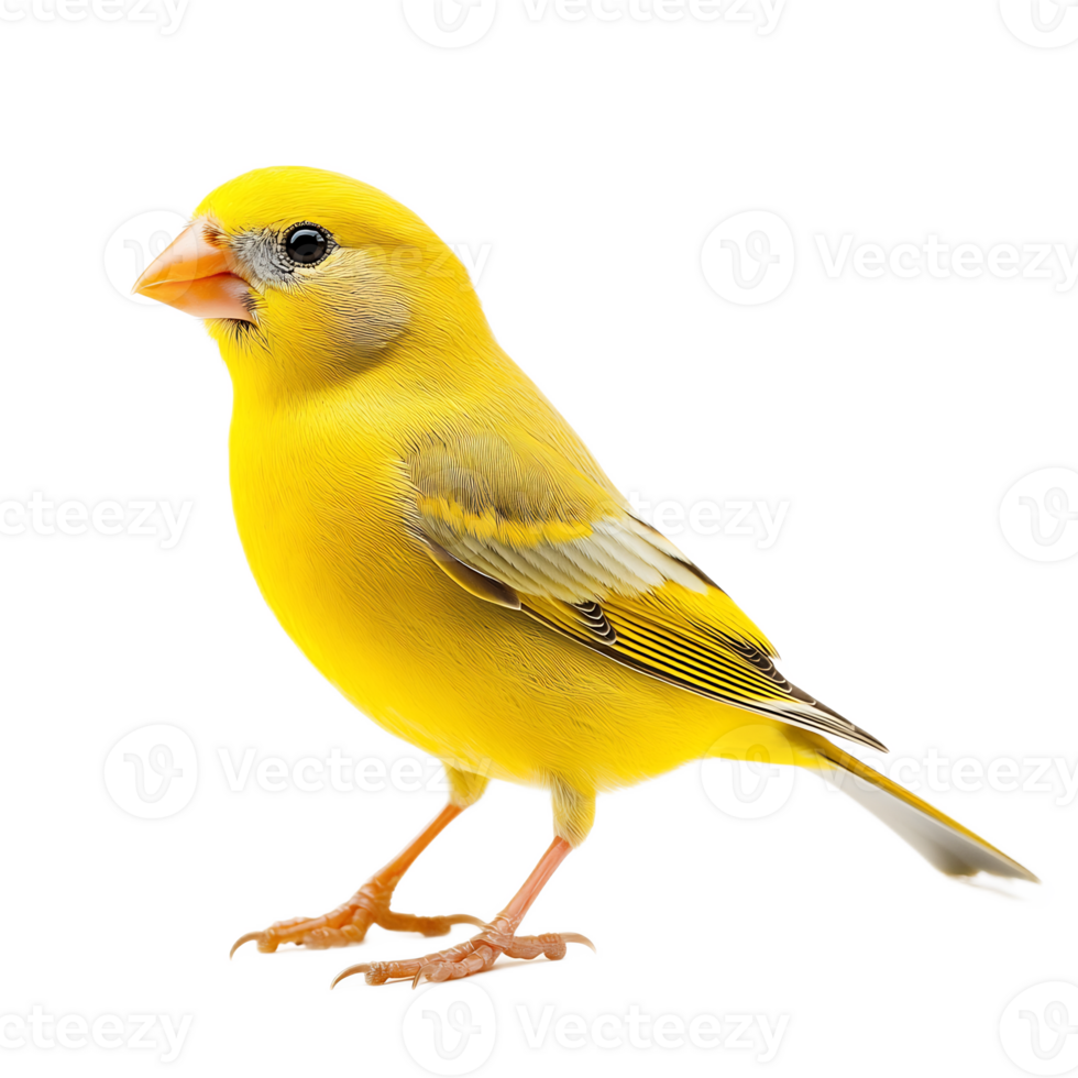 Cheerful Yellow Finch Perched on Branch in Closeup png
