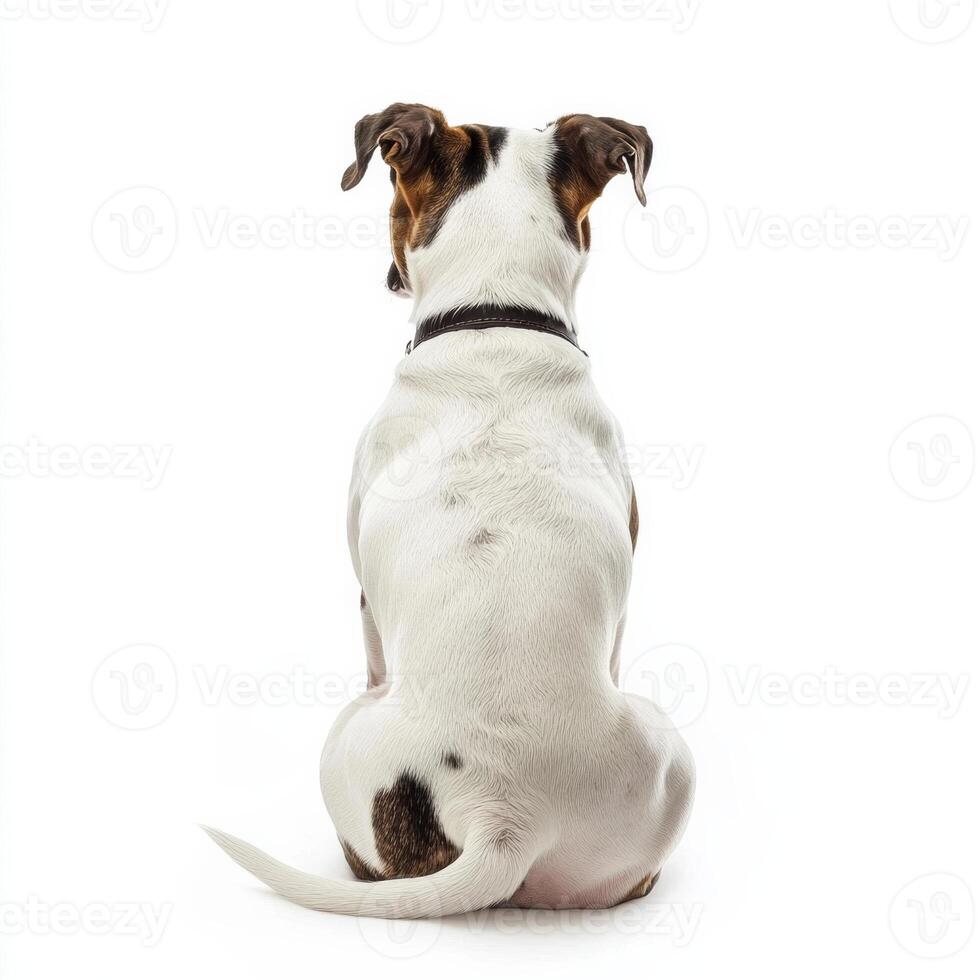 Back view of a white and brown dog sitting on white background photo