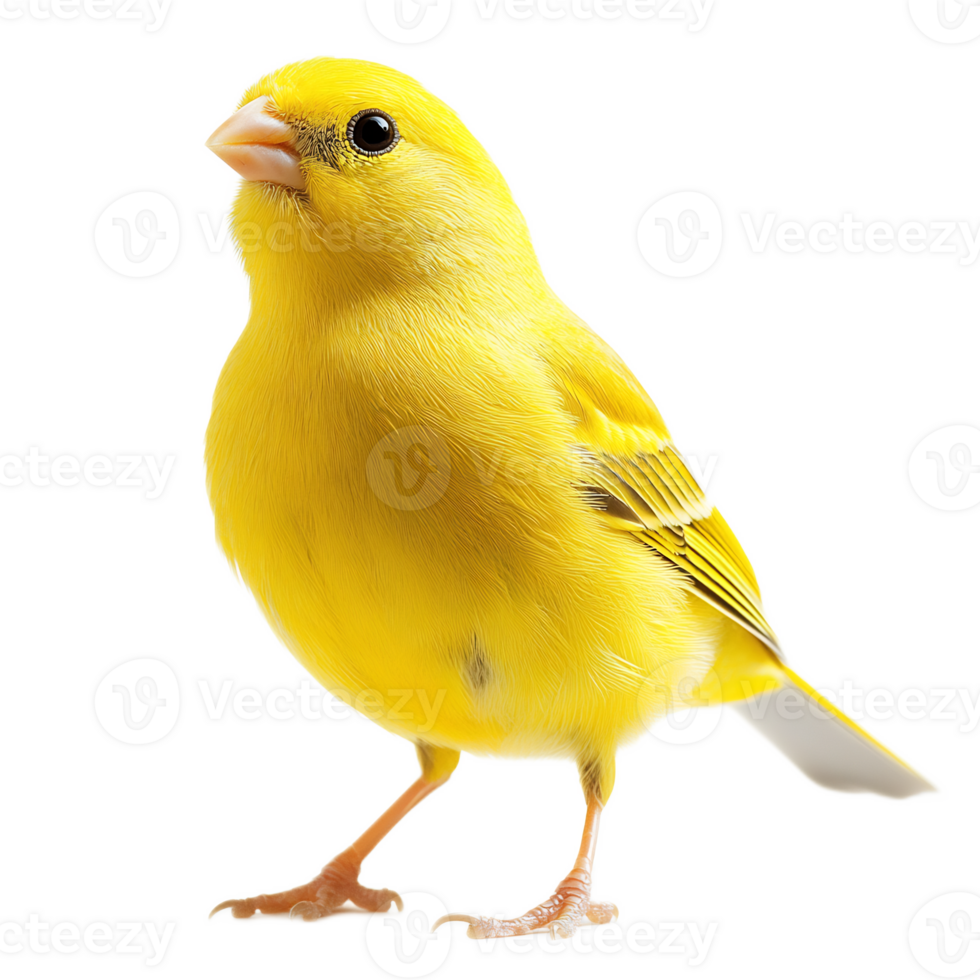 Charming Yellow Songbird Perched on Branch in Vibrant Natural Setting png