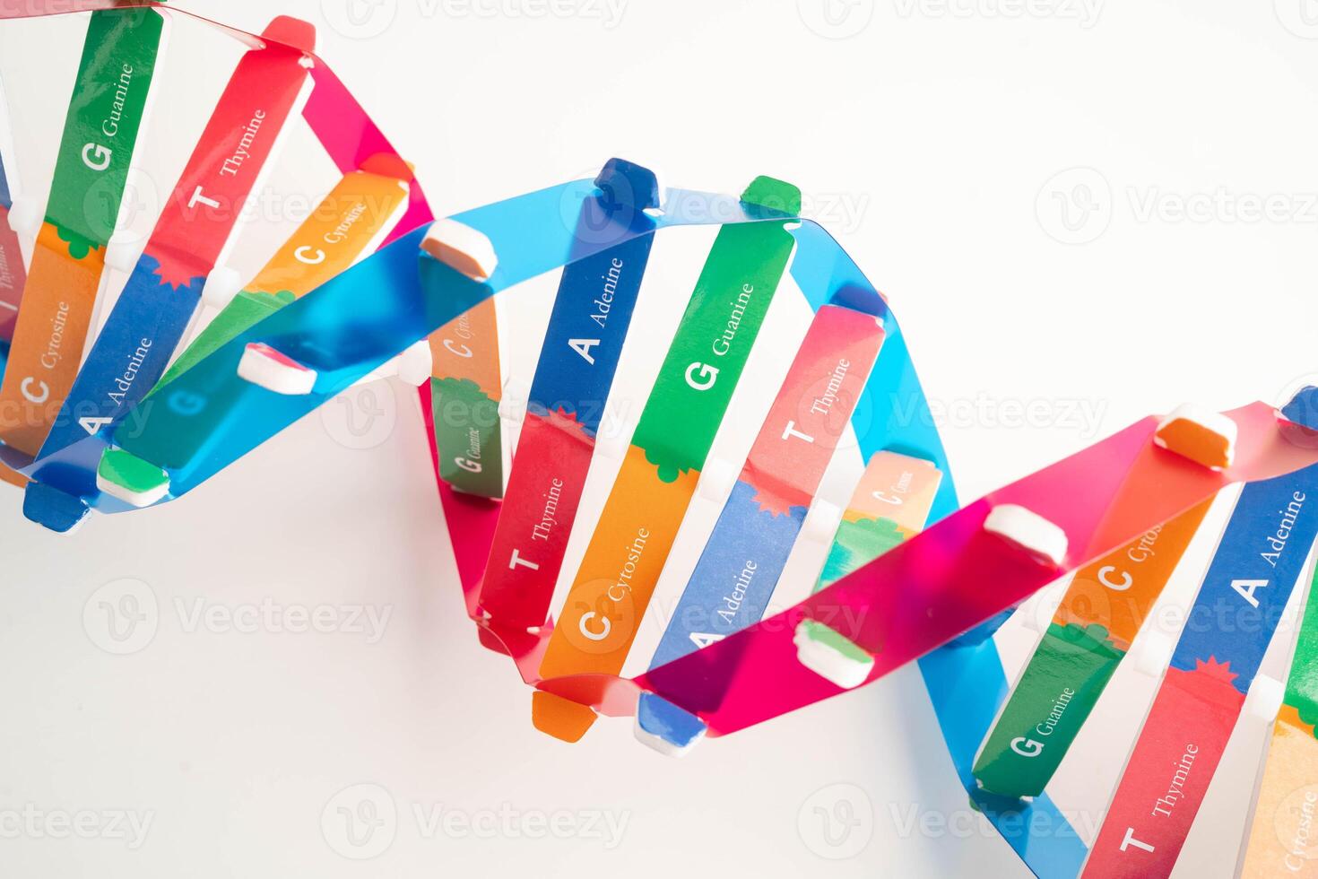 DNA molecule spiral structure model isolated on white photo