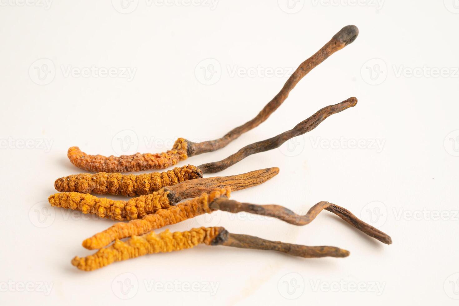 Cordyceps sinensis herb photo