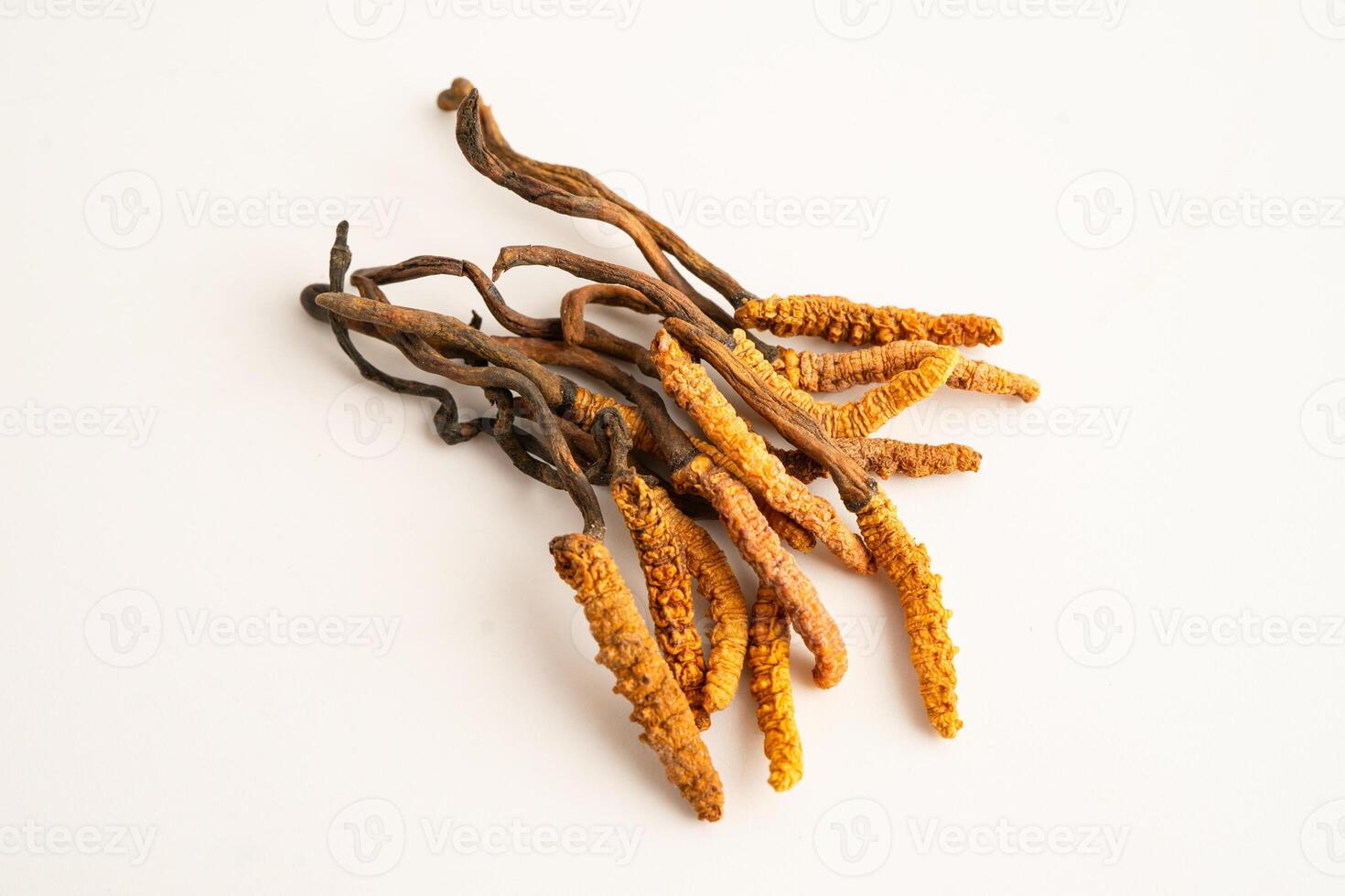 Cordyceps sinensis or Ophiocordycep photo