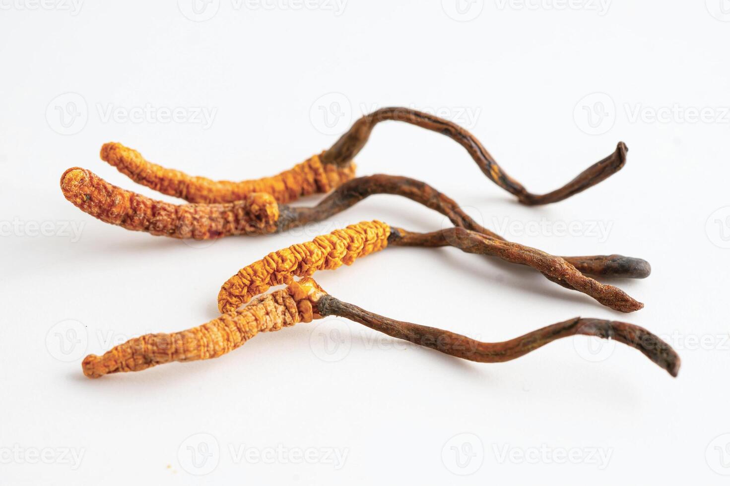 Cordyceps sinensis or Ophiocordyceps sinensis isolated on white background photo