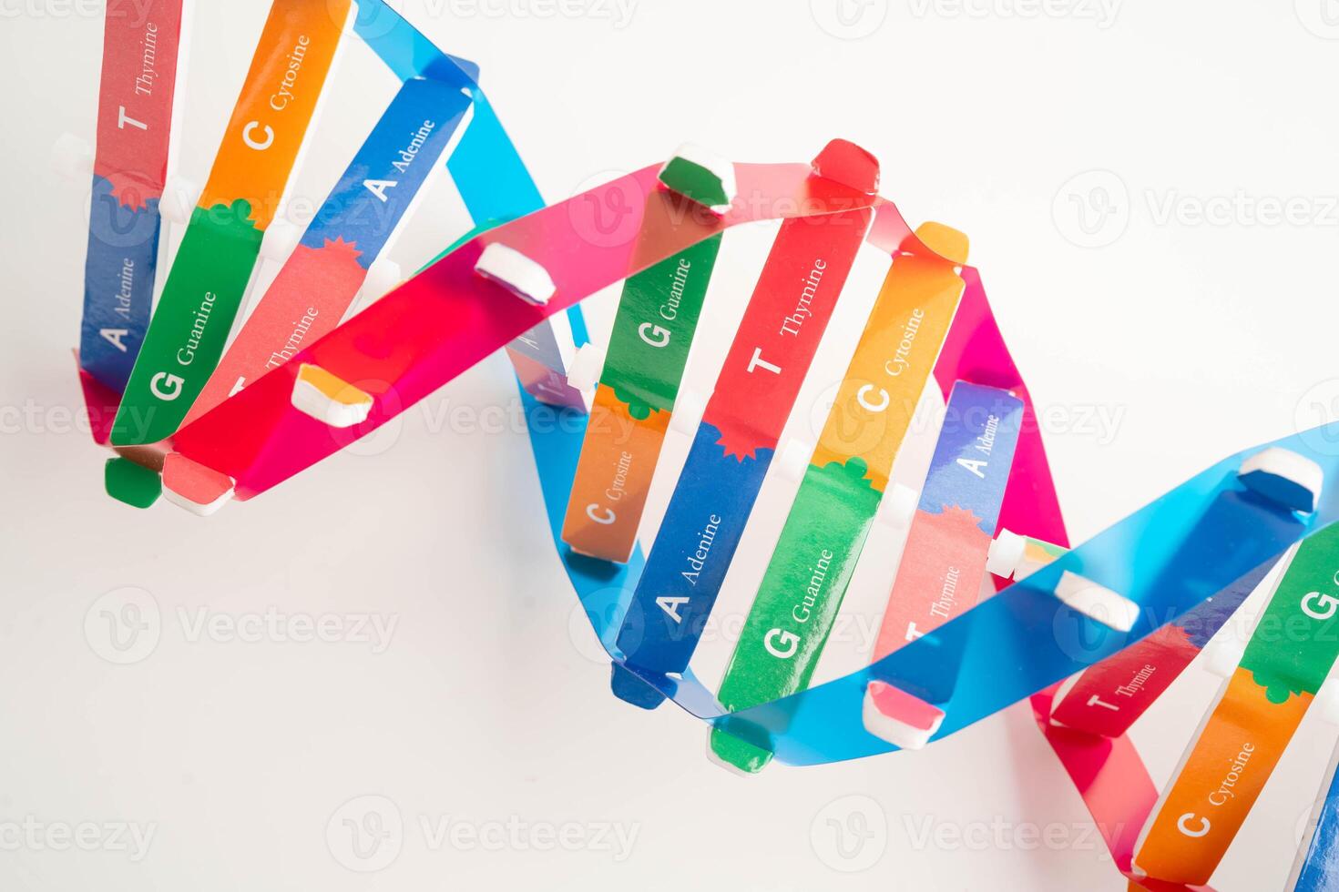 DNA molecule spiral structure model isolated on white background, photo