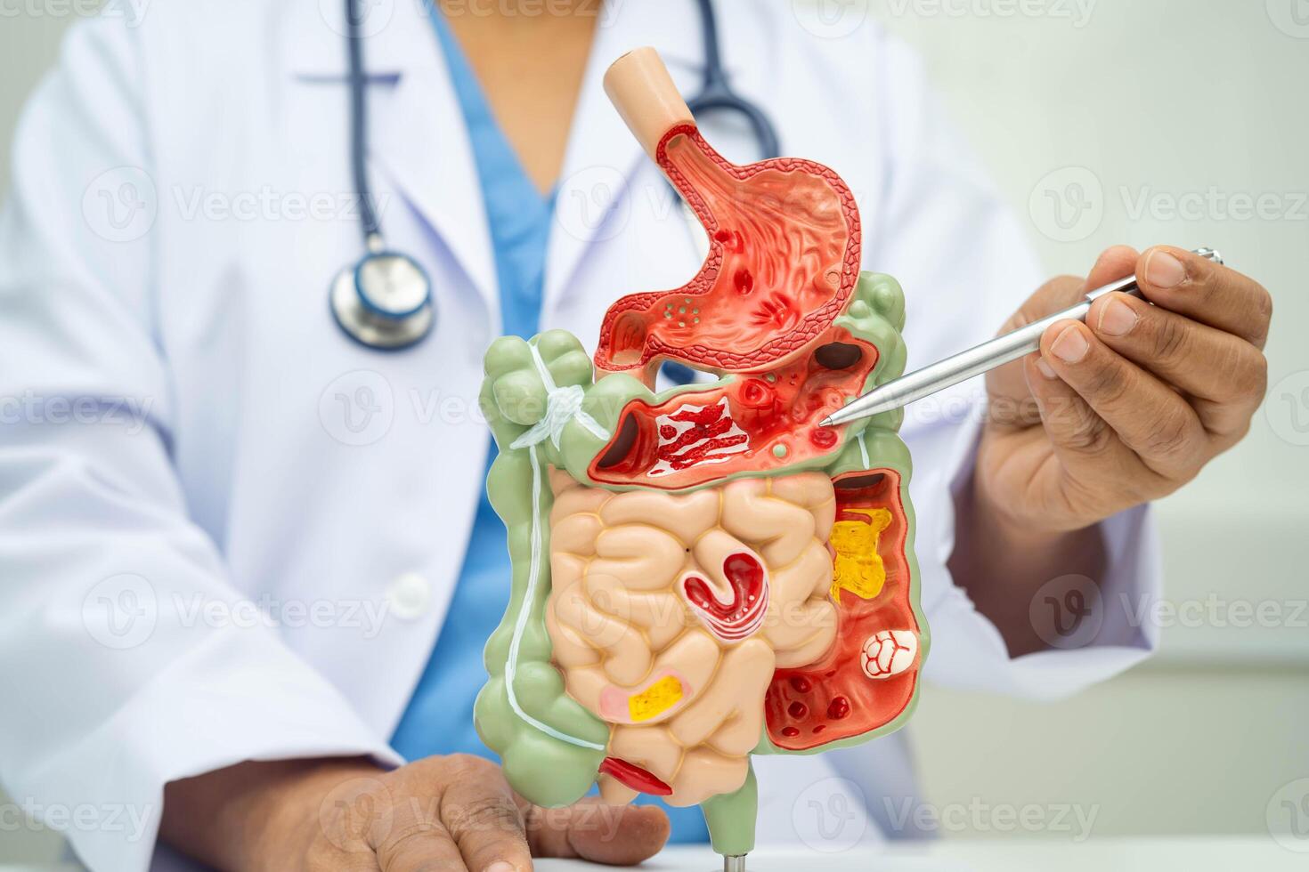 Digestive system with stomach and intestine, Asian doctor holding human photo