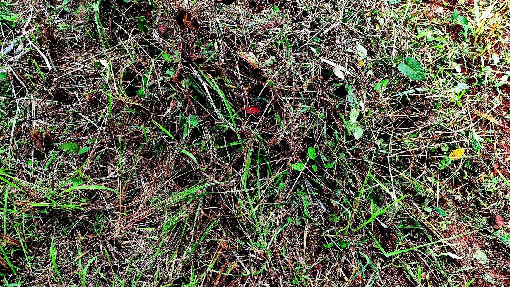 High-detail shot of grass clippings on the ground, revealing vibrant color and natural texture, perfect for lawn maintenance concepts needing a fresh, eco-friendly feel. Ideal for nature looks project photo