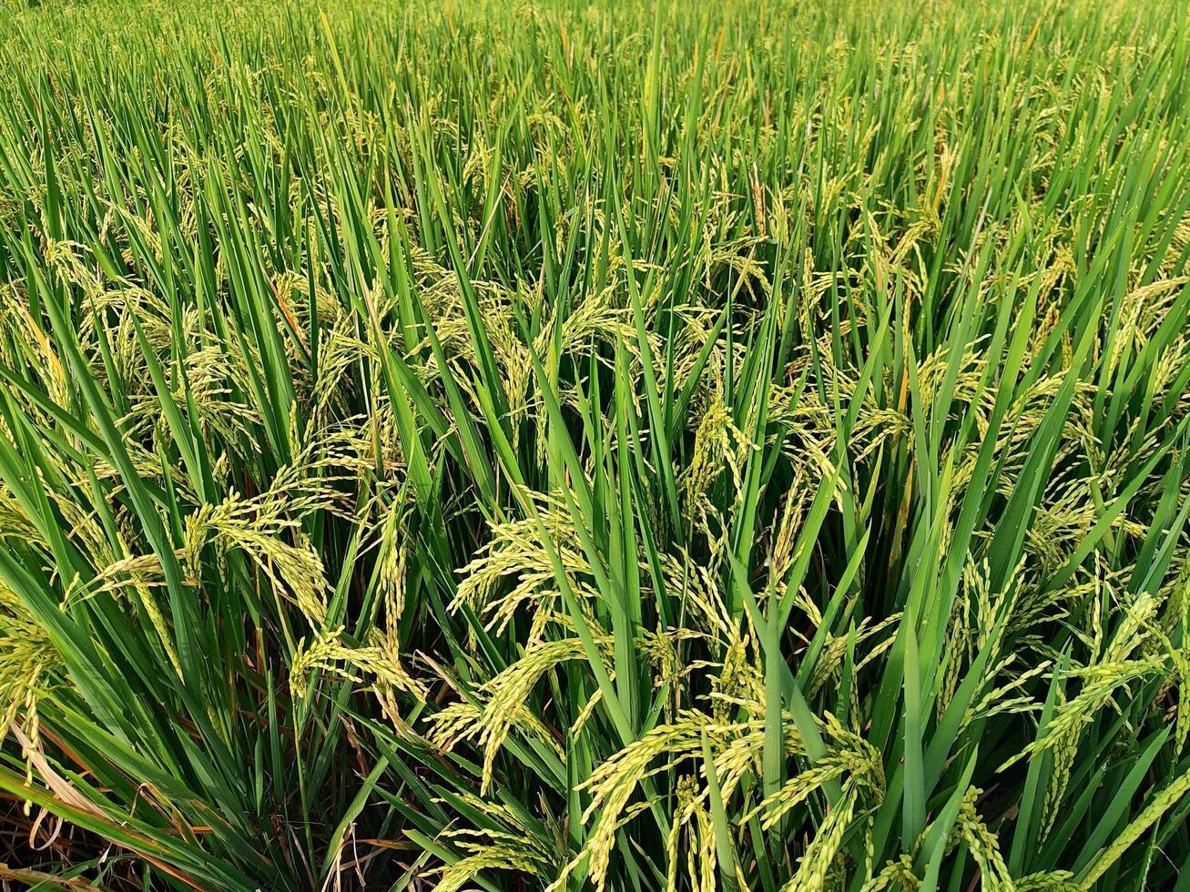 Close-Up of Ripe Paddy Rice Grains in a Golden Field Ready for Harvesting Under Natural Sunlight photo
