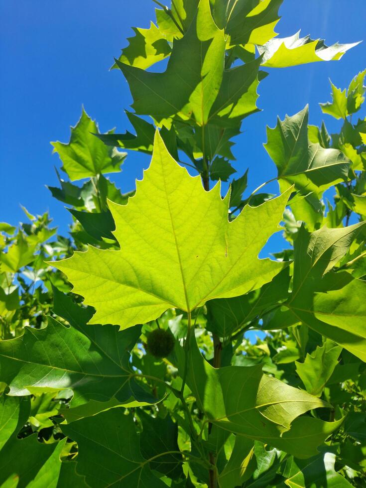 green leaves on a blue sky photo