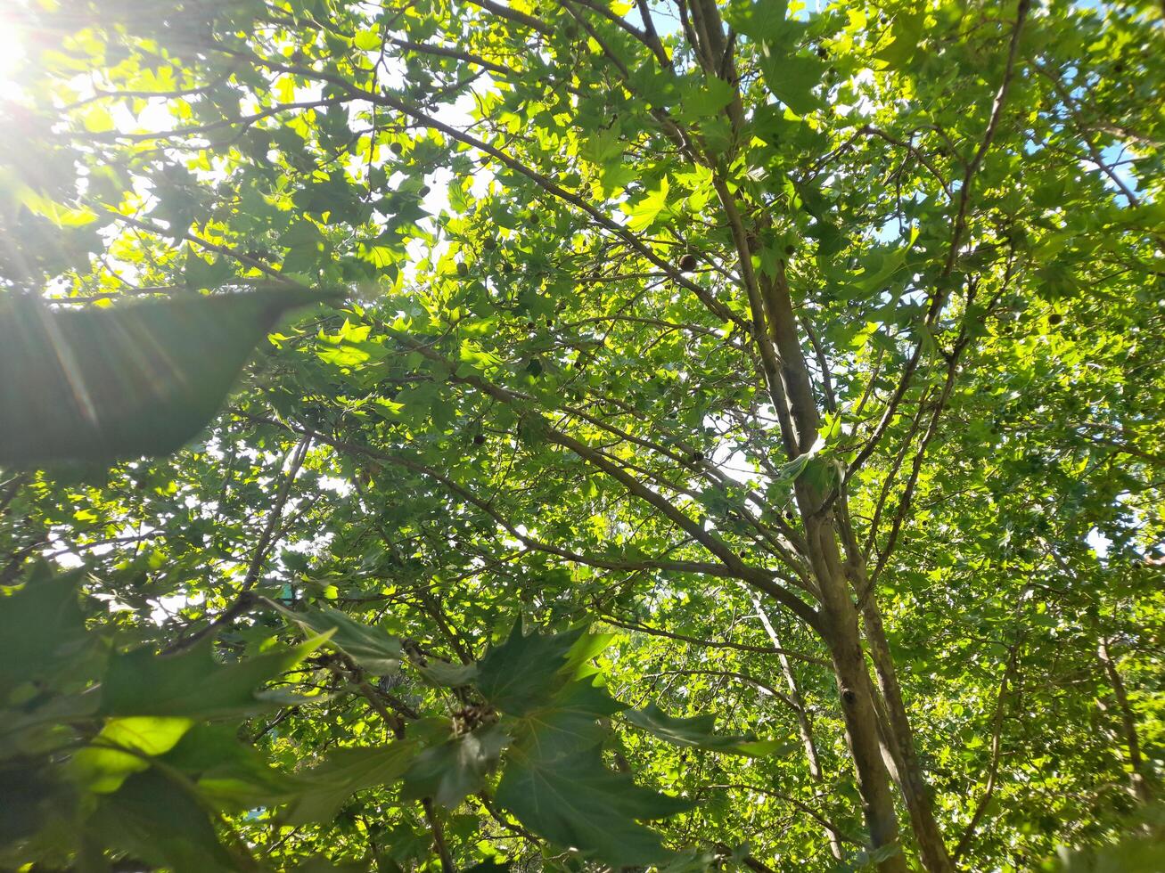 Sun rays illuminating the leafy tree in the middle of the forest photo