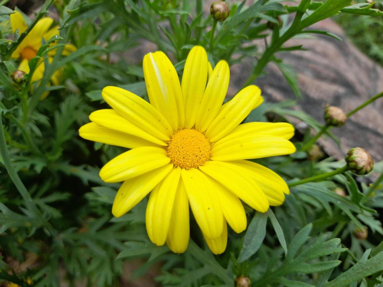 close up of a cute yellow flower on the park photo