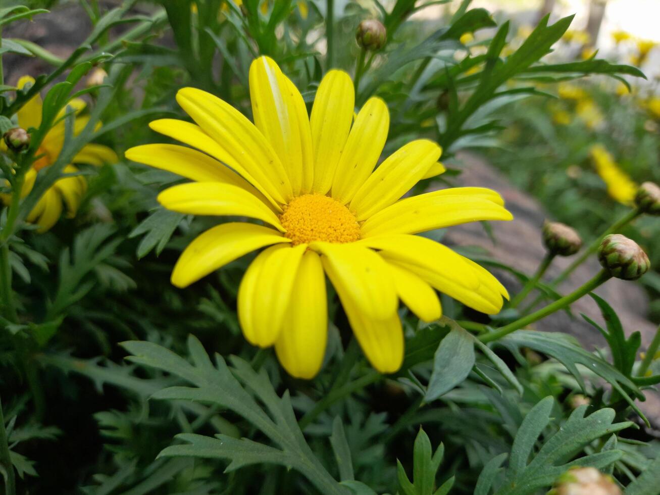 portrait of a yellow flower in the park photo