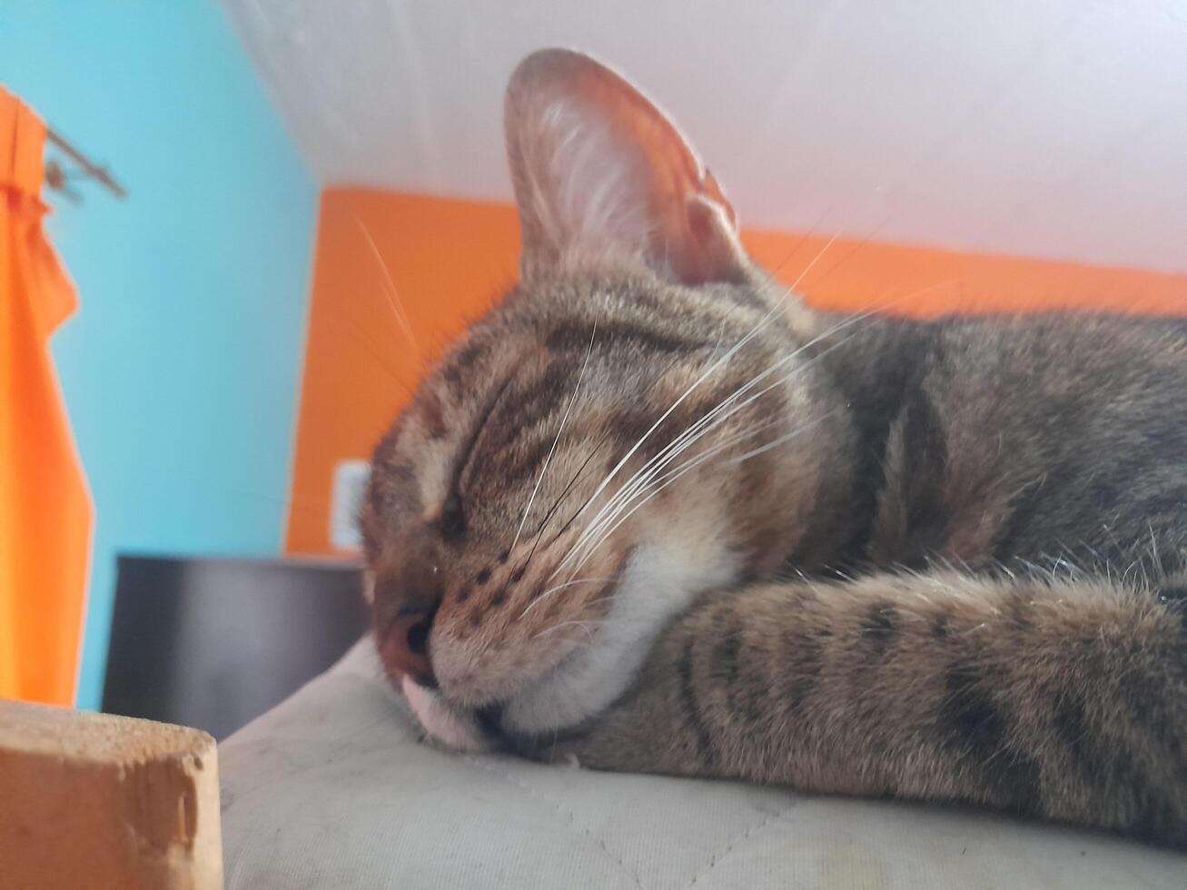 tiny cat on the couch sleeping photo