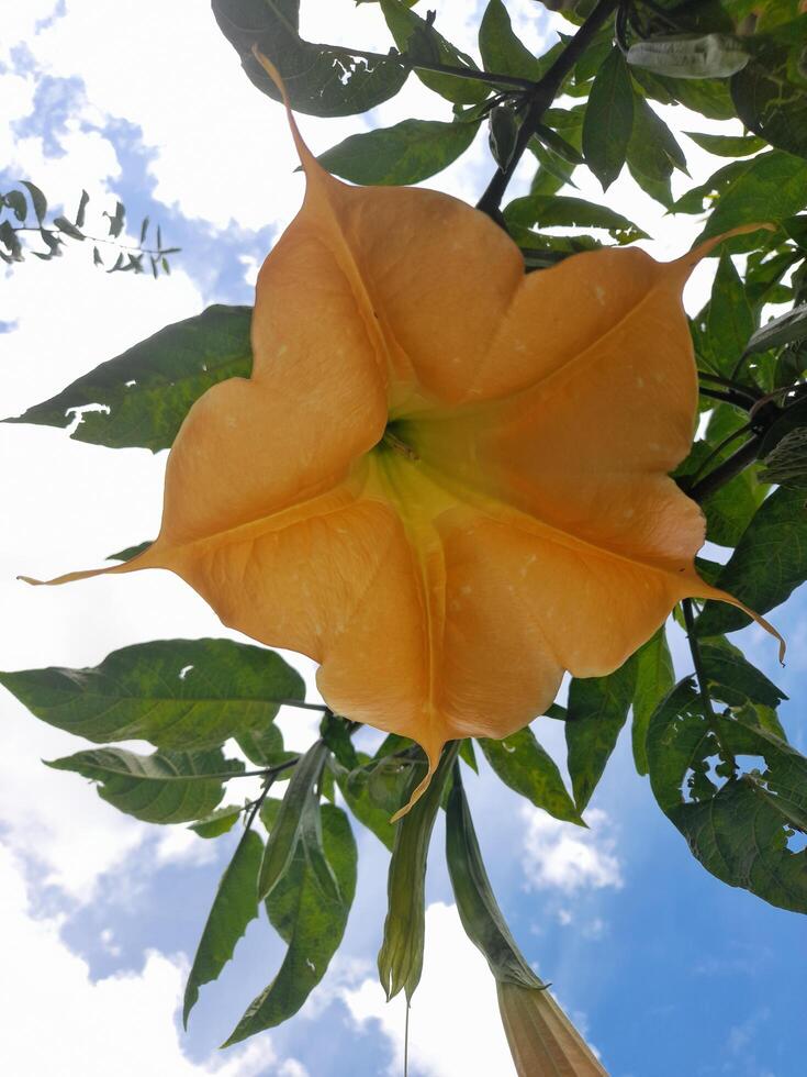 yellow rose against blue sky photo