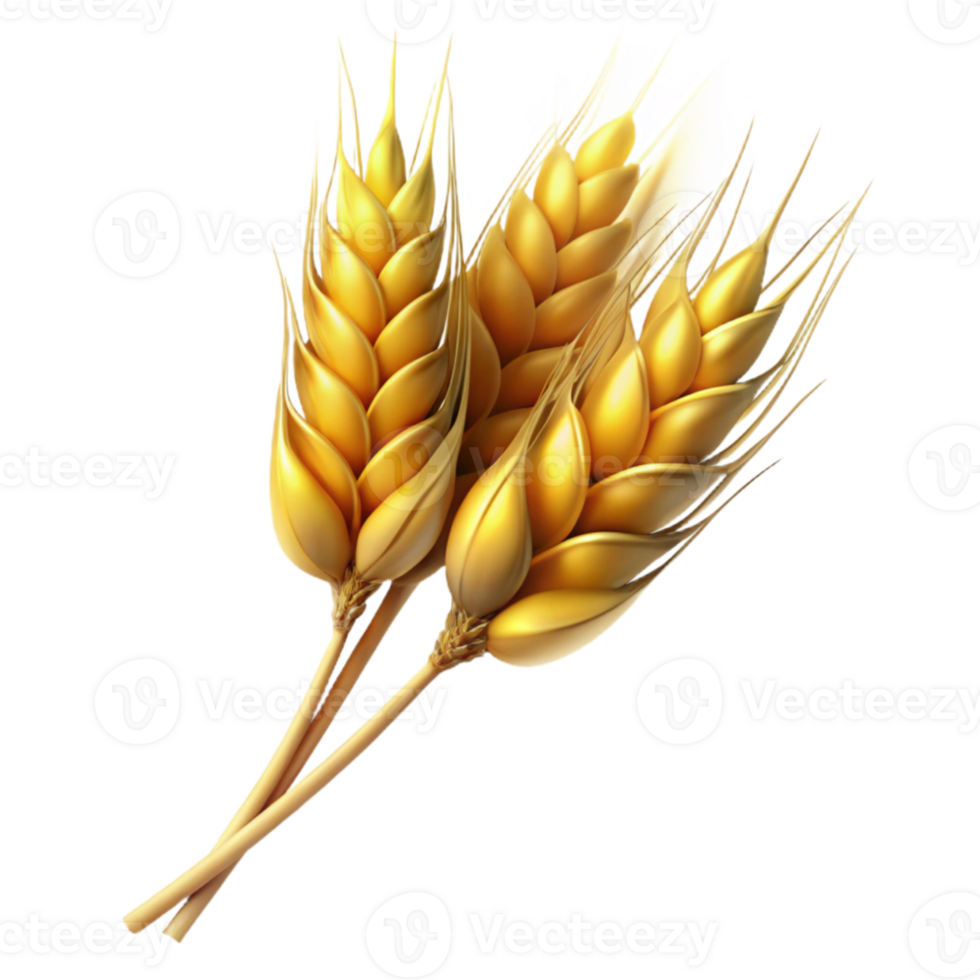 magnificent rustic Wheat Stalks Close Up Isolated Golden Hue premium png
