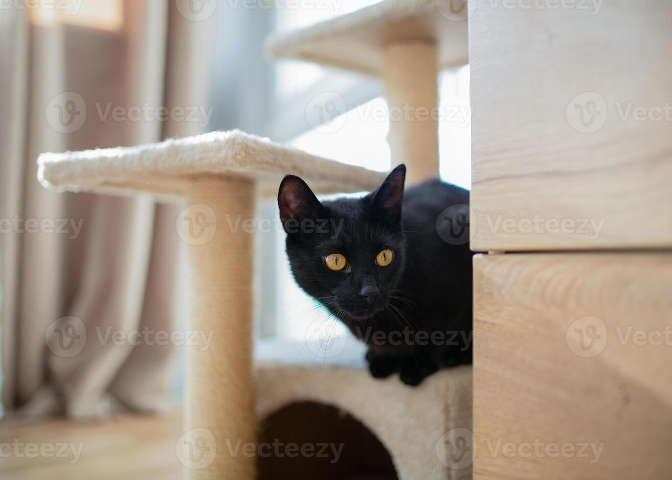 A black cat is resting in a cat house with a scratching post, creating a cozy atmosphere. Perfect for themes about pets, cat care, comfort, and a safe space for animals. photo