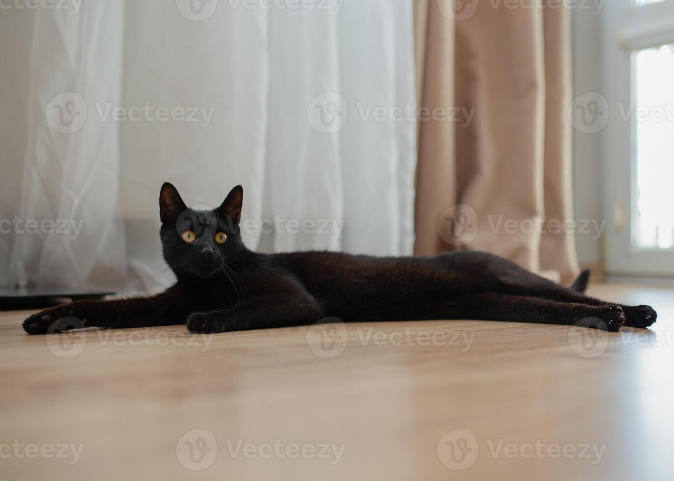 Portrait of a black cat with green eyes lying on the floor at home. Copy space, close-up, background. Adorable pet concept. photo