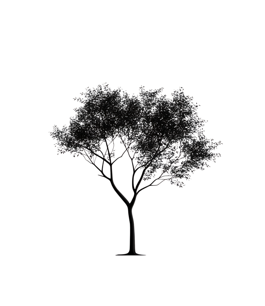 Black and white photo of a single tree png