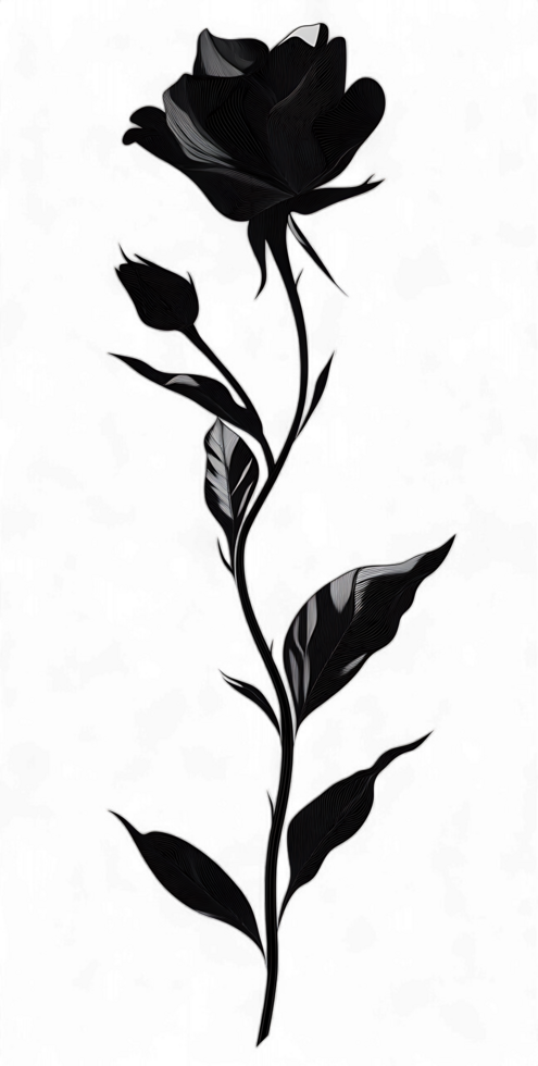 Black rose illustration png