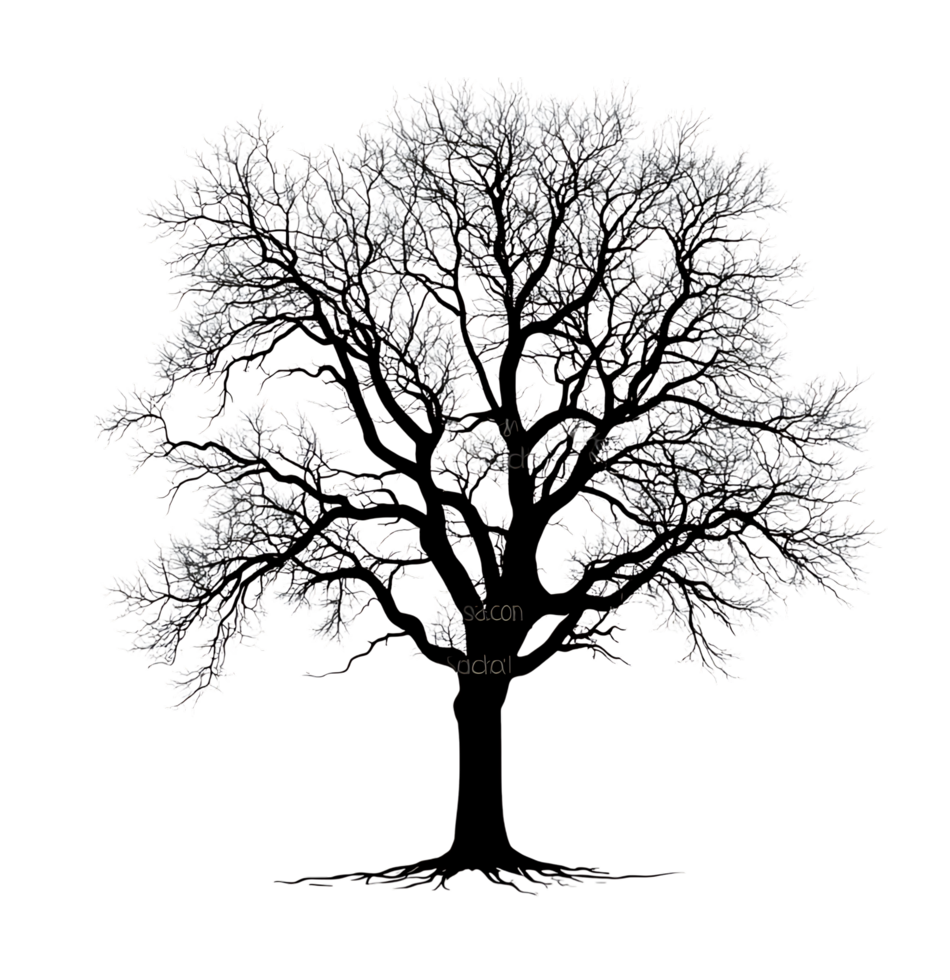 Black and white illustration of a large oak tree transparent background png