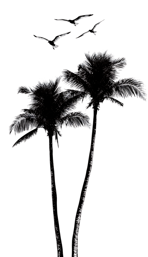 Silhouette of palm trees and birds png
