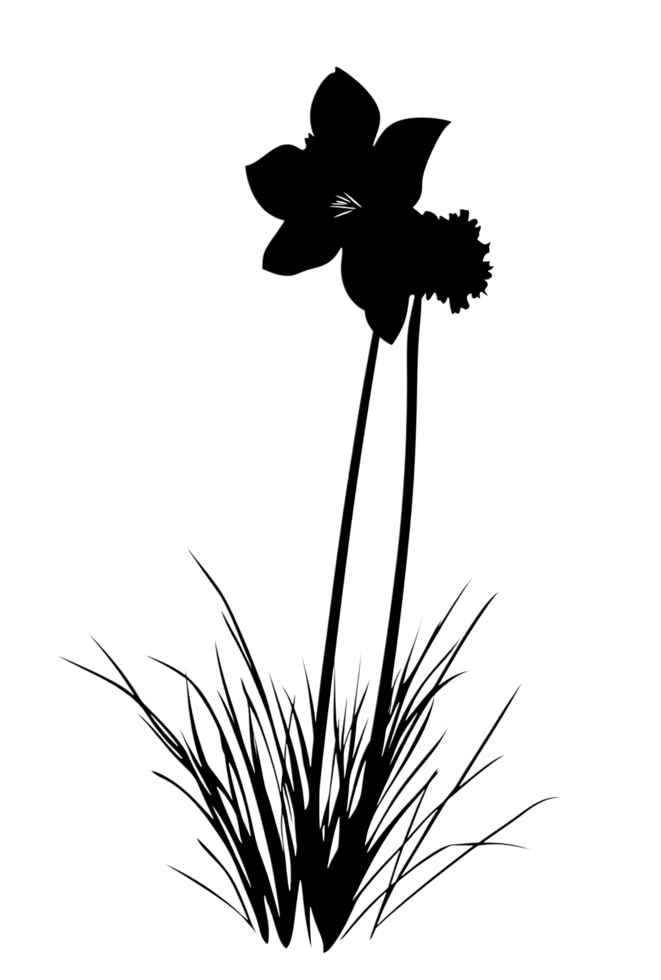 Silhouette of a daffodil png