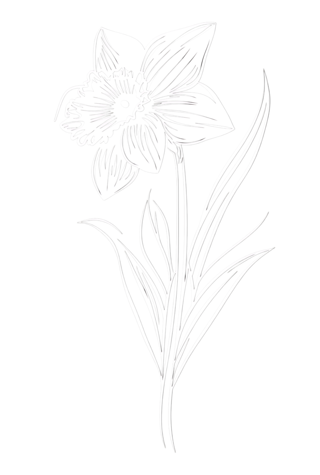 Black and white drawing of a daffodil flower. png