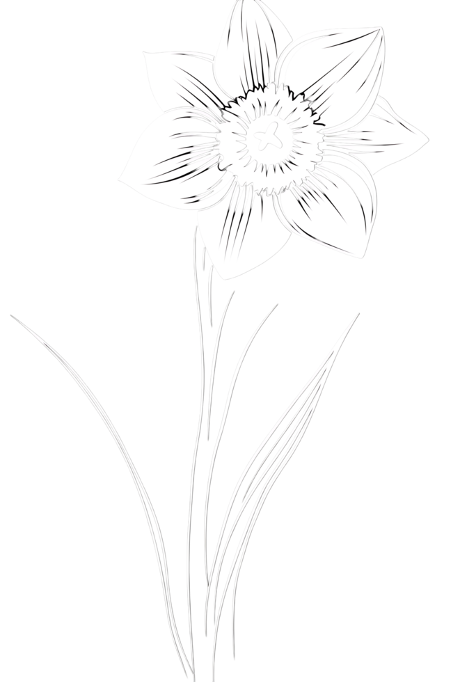 Elegant line art drawing of a daffodil. png