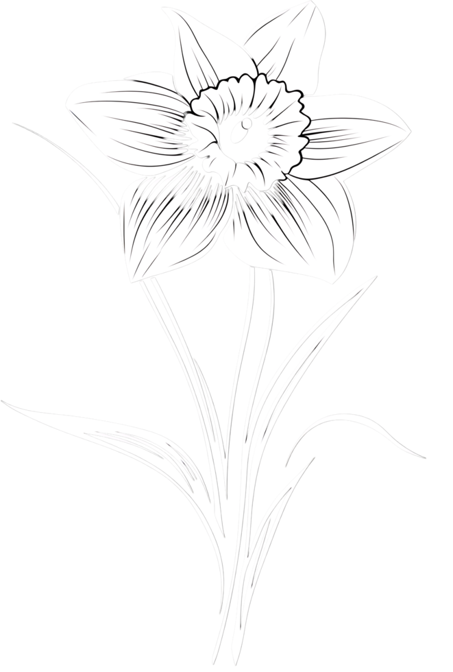Black and white drawing of a single daffodil. png