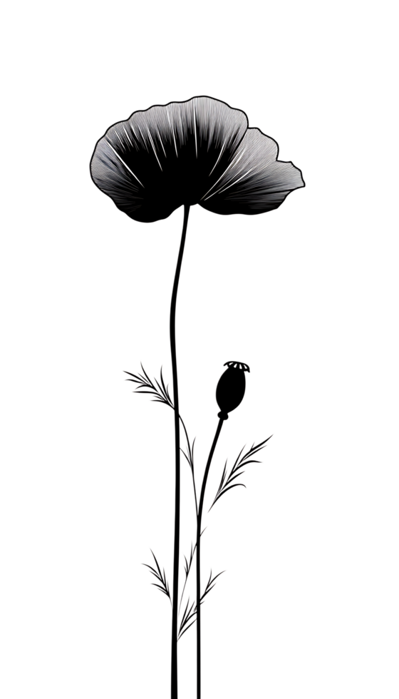 A black and white drawing of a poppy flower png