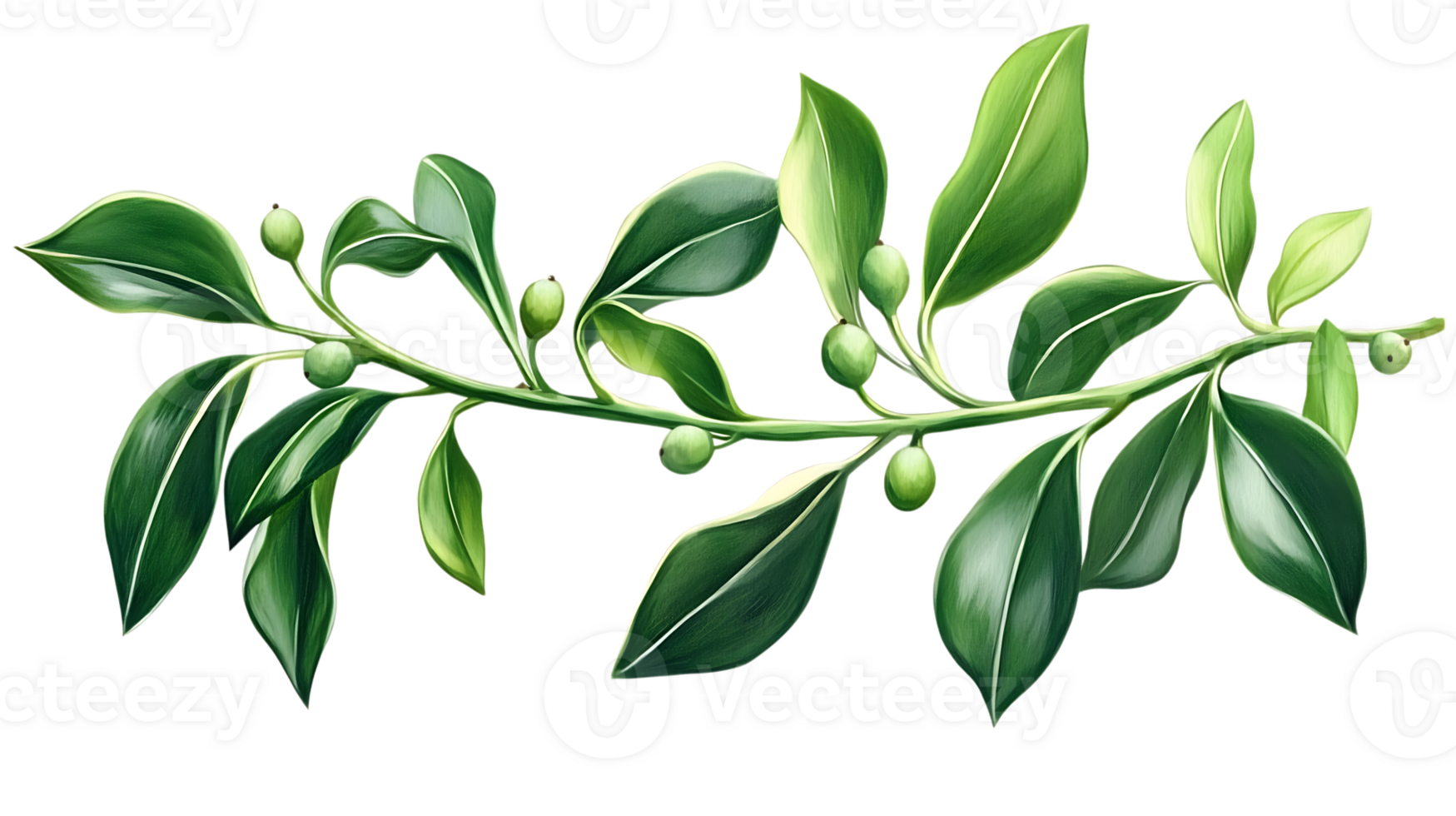 Green leaves and berries branch illustration png