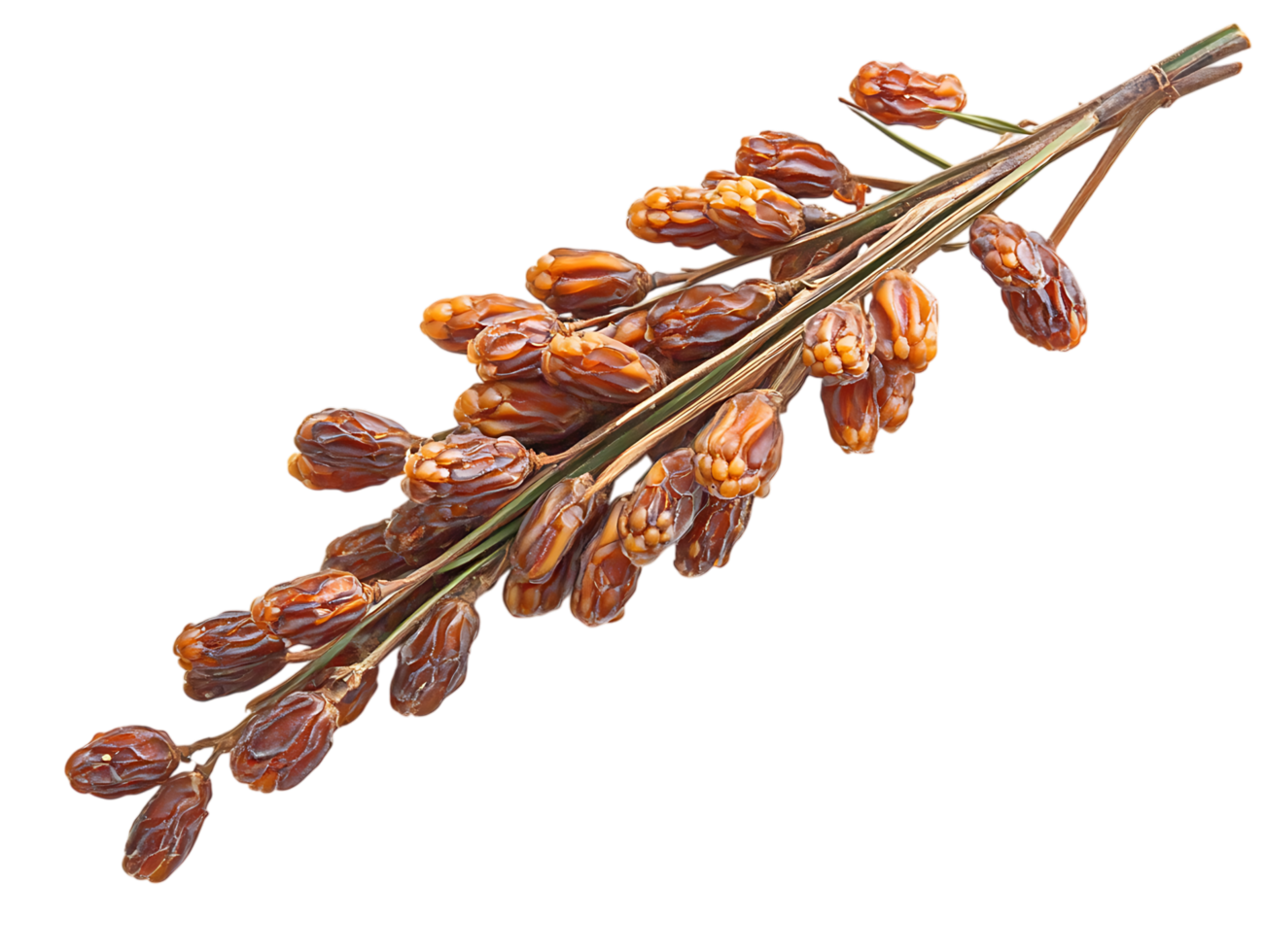 Dates on the branch, isolated on black background png