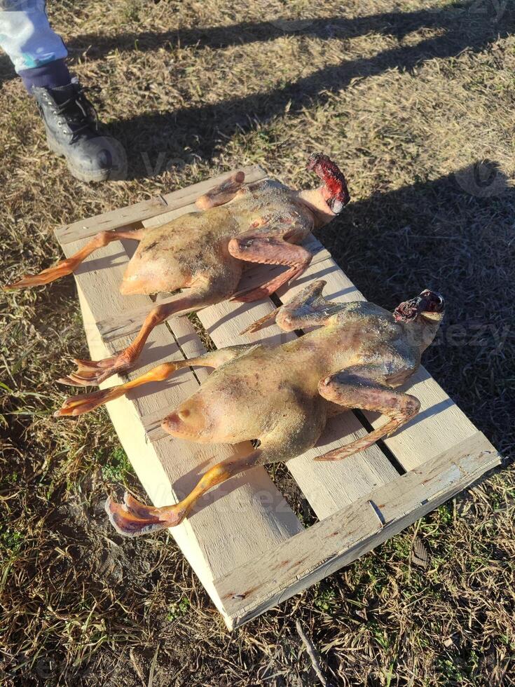 Peeled ducks without feathers, ready for cooking in the village on a box photo
